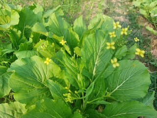 green mustard flower