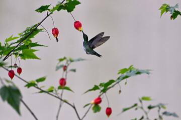 Hummingbird feeding
