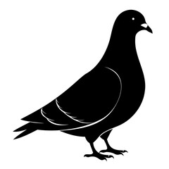 Pigeon Bird Black silhouette vector illustration isolated on a transparent background