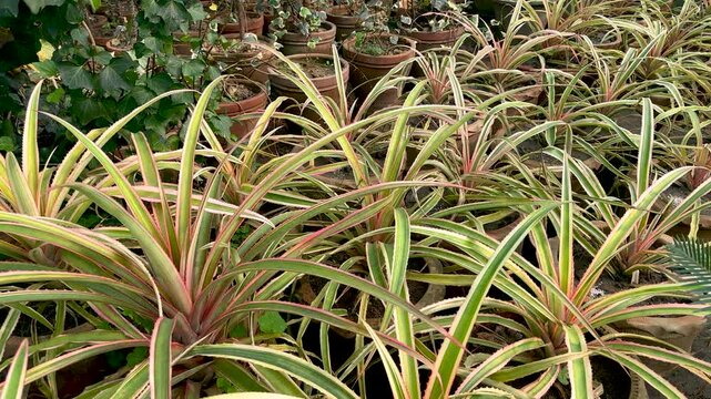 Ornamental pineapple bromeliad plant family native to tropical locales. It has swordlike spiny green leaves, formed in a dense rosette, with the fruit held in the center on a tall sturdy stalk.