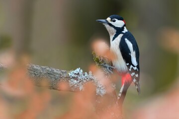 A male great spotted woodpecker sits on a tree stump.  Dendrocopos major
