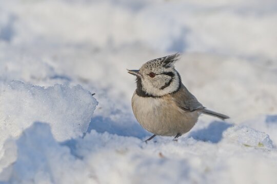 A cute crested tit sits in the snow.  Winter scene with a titmouse wit crest.  Lophophanes cristatus