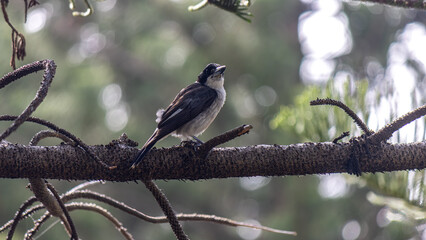 Adult Grey Butcher sitting on a branch