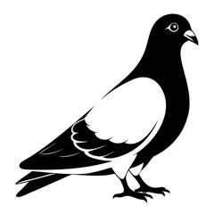 Pigeon Bird Black silhouette vector illustration isolated on a transparent background