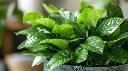 Obraz premium Zigzag arrangement of leaves Create a modern and energetic feel.