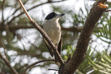Adult Grey Butcher sitting on a branch