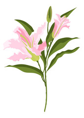 Fototapeta premium Realistic lily png flower sticker, pink botanical design on transparent background