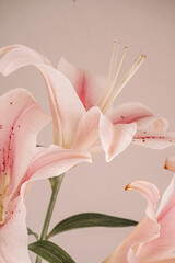 Lush pink lilies on a beige backdrop, with their vibrant petals and intricate details standing out, vertical photo.
