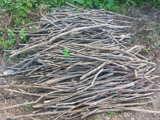 Fototapeta premium pile of tree branches