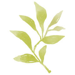 Obraz premium Green leaf png sticker, watercolor design, transparent background