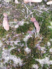 Concrete wall with maple seeds and moss texture