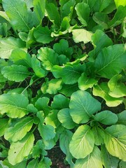 fresh mustard greens