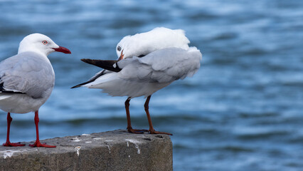 Silver Gull bird - Look what I can do