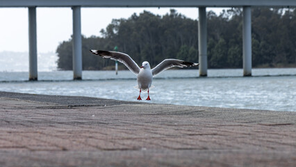 Silver Gull bird -touchdown!