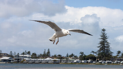 Silver Gull coming in to land