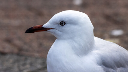 Closeup of a Silver Gull bird