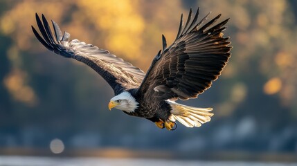 Fototapeta premium american bald eagle