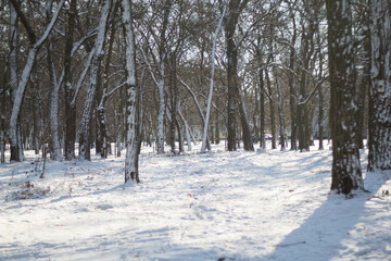 Cold snowy forest in winter on a sunny day