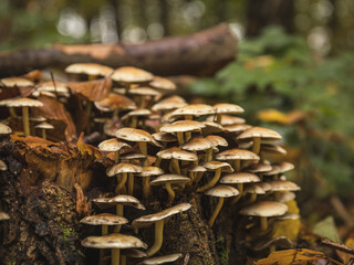 a group of mushrooms on a tree stump