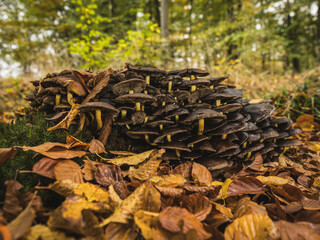 a group of mushrooms on a tree stump