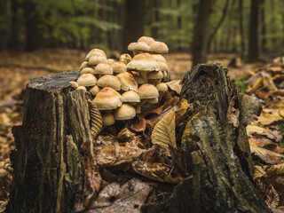 a group of mushrooms on a tree stump