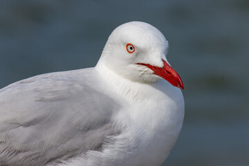 Silver Gull (Silver) adult bird