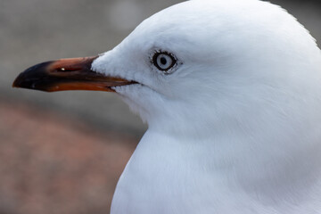 Closeup of a Silver Gull bird