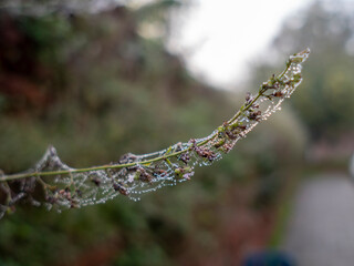 Dew drops decorating spider web on plant in misty morning