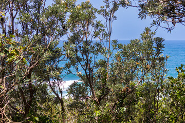 Blue ocean view behind trees