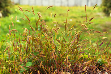 Wild grass with ears of corn in a meadow.