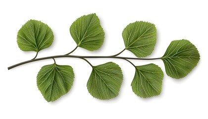 Fototapeta premium a realistic close-up of oregano leaves, fresh green, textured veins, photorealistic, isolated on white background