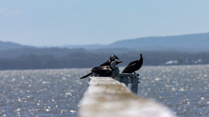 Australasian Darter and Pied Cormorants sitting on a jetty