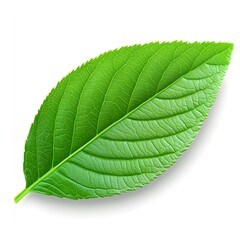 Obraz premium a realistic sage leaf, textured surface, fresh green, photorealistic, isolated on white background