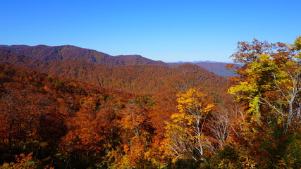 Fototapeta premium 山形の紅葉