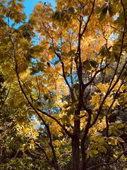 秋の暖かい紅葉の待ち受け画面向けな写真