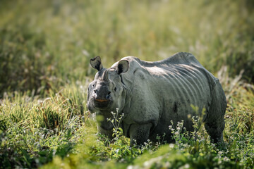 rhino in the grass
