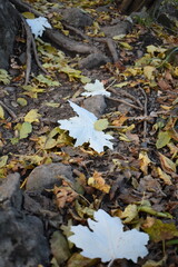 fallen autumn leaves