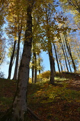 Obraz premium Красивый осенний пейзаж, буковый лес осенью