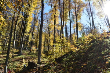 Obraz premium Красивый осенний пейзаж, буковый лес осенью