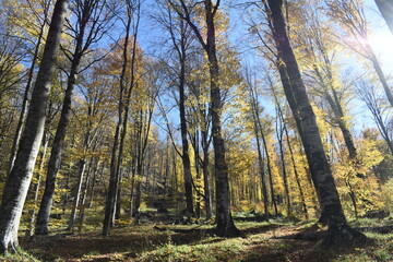 Красивый осенний пейзаж, буковый лес осенью
