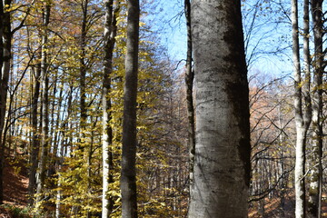 Obraz premium Красивый осенний пейзаж, буковый лес осенью