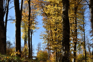 Красивый осенний пейзаж, буковый лес осенью