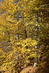 Красивый осенний пейзаж, буковый лес осенью