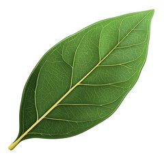 Obraz premium a realistic bay leaf, natural green color, detailed veins, photorealistic, isolated on white background