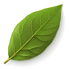 Obraz premium a realistic bay leaf, natural green color, detailed veins, photorealistic, isolated on white background
