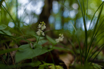 False lily of the valley blooming in the green forest in spring. The wild white flower called Maianthemum bifolium in cloudy weather