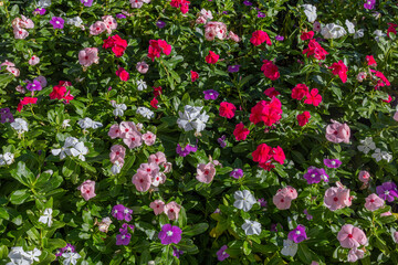 Vinca rosea flower in various colors. Fan or rosette flower.