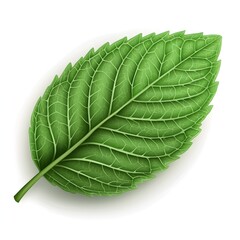 Obraz premium a realistic peppermint leaf close-up, vibrant green, intricate veins, photorealistic, isolated on white background