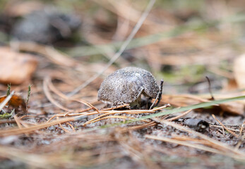 Tricholoma portentosum fungi close up