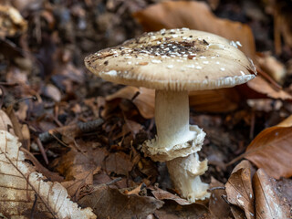 mushrooms in the forest